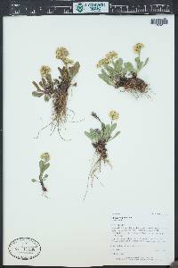 Solidago simplex image