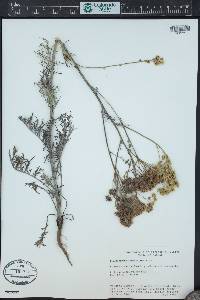 Hymenopappus tenuifolius image