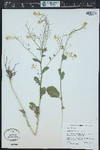 Sisymbrium officinale image