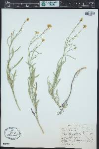 Sisymbrium linifolium image