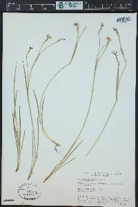 Sisyrinchium demissum image