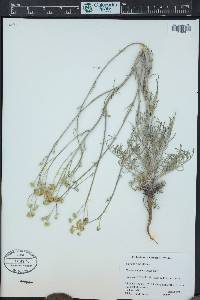 Hymenopappus filifolius image