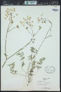 Pimpinella saxifraga image