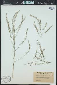 Asparagus officinalis image