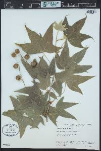 Platanus wrightii image