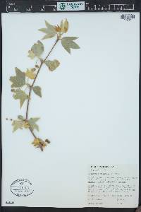 Platanus wrightii image