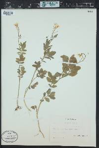 Cardamine amara image