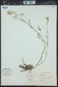 Cardamine pratensis image