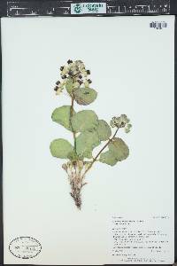 Asclepias cryptoceras image