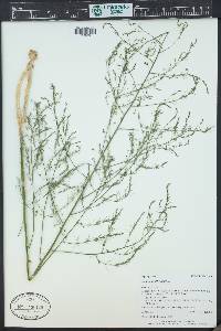 Asparagus officinalis image