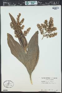 Veratrum californicum image