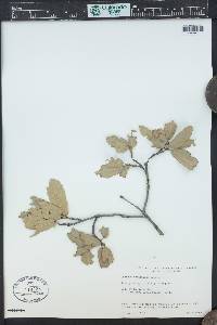 Quercus rugosa image