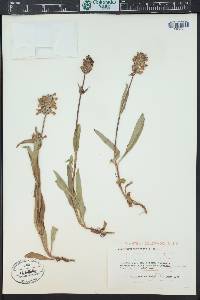 Penstemon rydbergii image