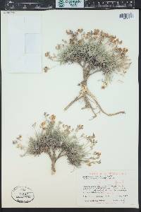 Astragalus spatulatus image