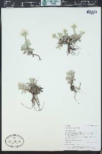Antennaria microphylla image
