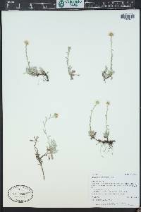 Antennaria umbrinella image