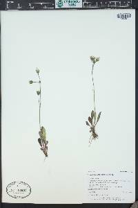Hieracium triste image