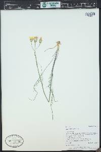 Crepis atribarba image