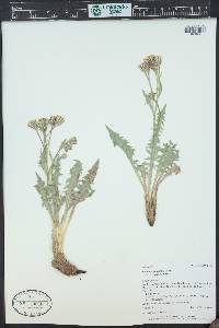 Crepis occidentalis image