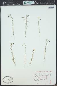 Linum pratense image