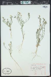 Erigeron bellidiastrum image