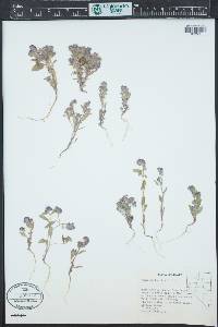 Phacelia humilis image