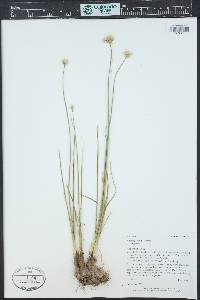 Allium geyeri image