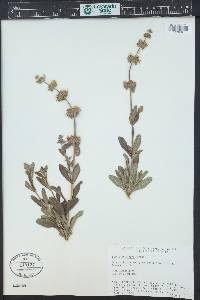 Salvia mellifera image