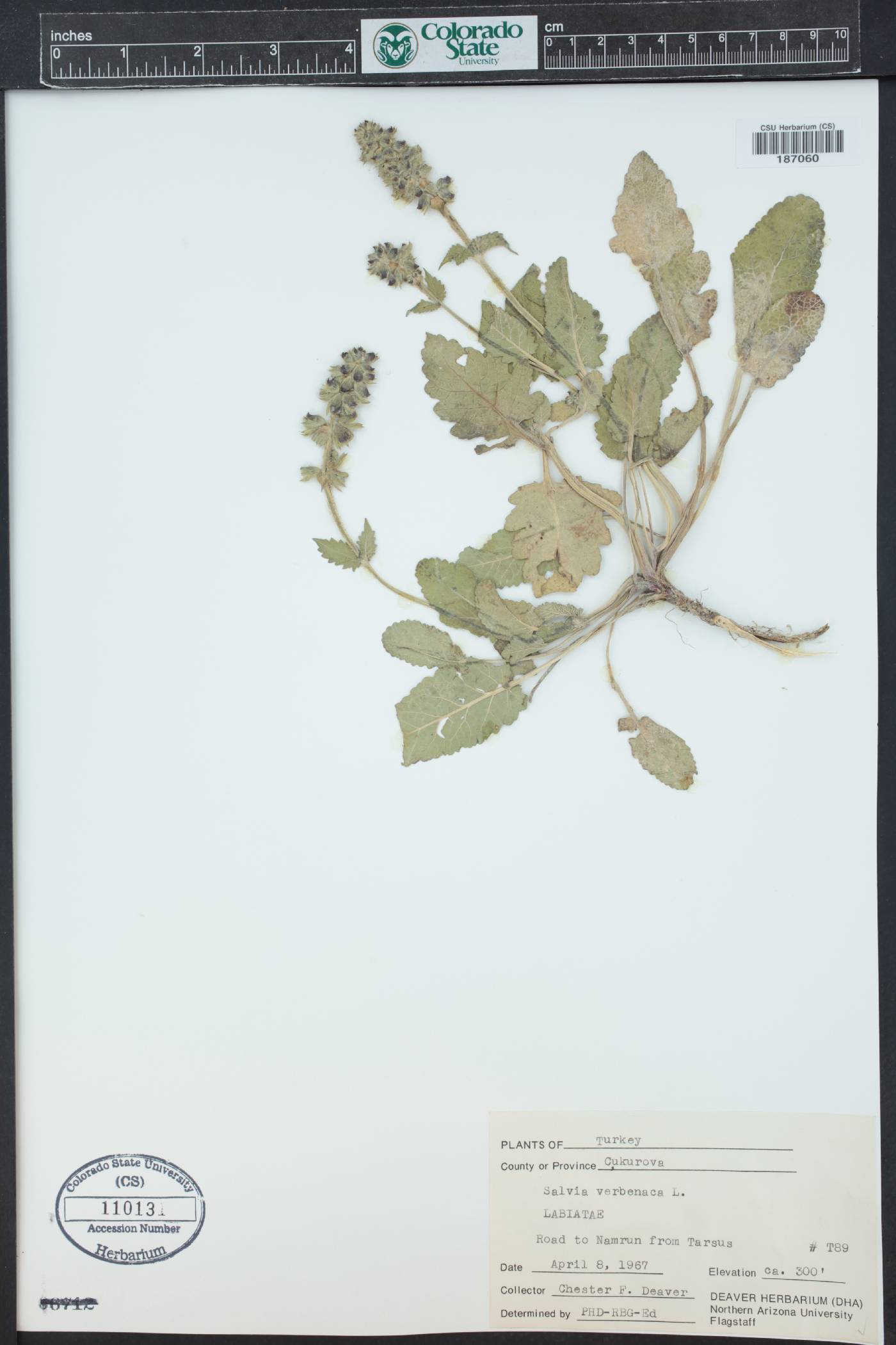 Salvia verbenaca image