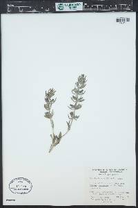 Salvia texana image