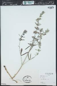 Salvia texana image