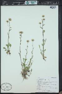 Erigeron acris image