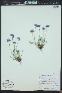 Erigeron pinnatisectus image