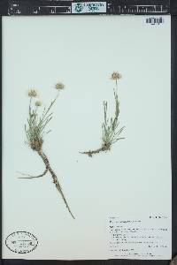 Erigeron pulcherrimus image