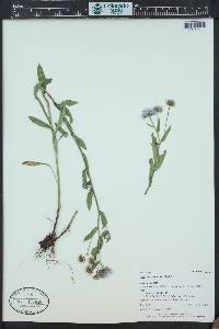 Erigeron speciosus image