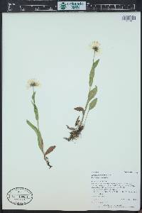 Erigeron coulteri image