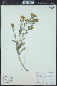 Grindelia squarrosa image