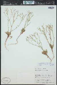 Aliciella hutchinsifolia image