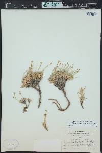 Aliciella caespitosa image