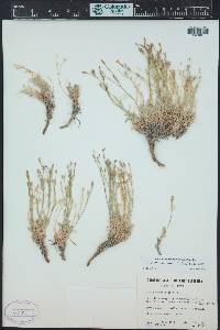 Aliciella caespitosa image