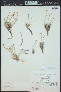 Aliciella caespitosa image