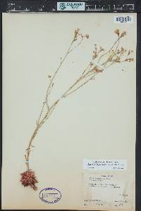 Aliciella haydenii image