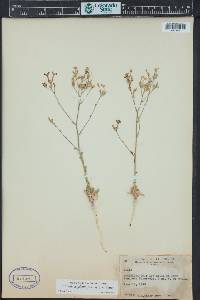 Aliciella haydenii image