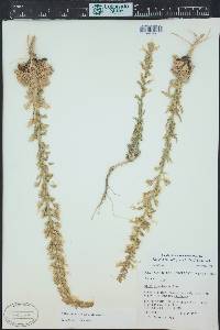 Aliciella stenothyrsa image
