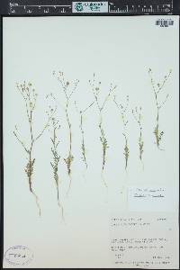 Gilia ophthalmoides image