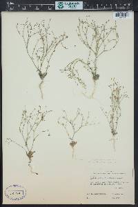 Aliciella leptomeria image