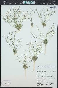 Aliciella leptomeria image