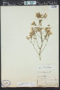 Aliciella pinnatifida image