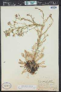 Aliciella pinnatifida image