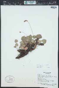 Heuchera bracteata image